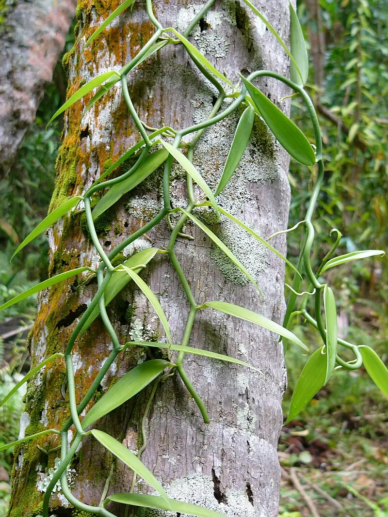 variété de vanille tahintensis