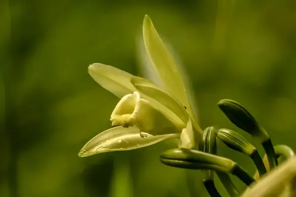 variétés de vanille planifolia