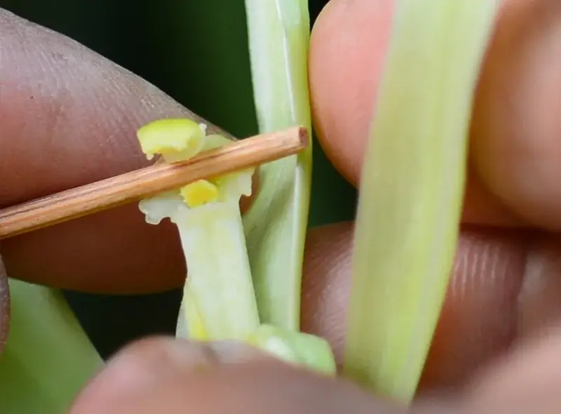 pollinisation manuelle de la vanille de Madagascar